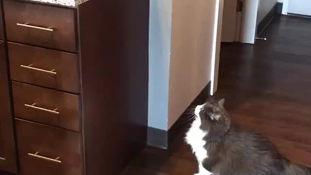 İnsistent Cat Tries to Jump over the Counter