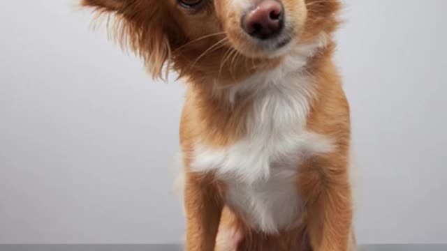Compilation of Dogs Funny Videos.