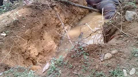 Rescuing a Water Buffalo From a Well