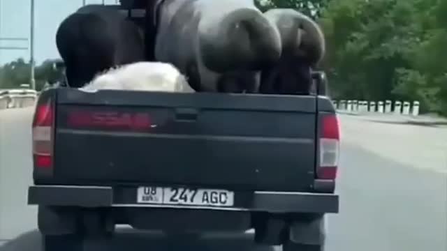 Animal dance is really fun
