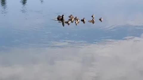 Duck and ducklings song whistling