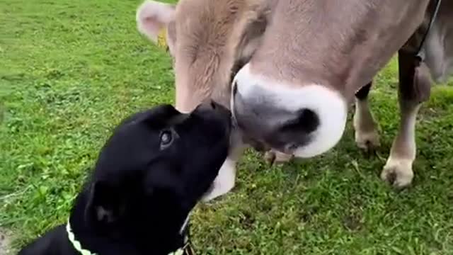 Staffordshire bullterrier bonds with cows