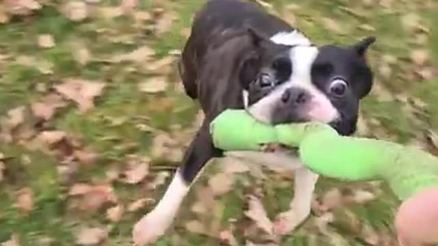 Pet Dog Refuses to Let go of Toy at Any Cost