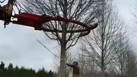 Protecting the branches before the relocation of this established tree