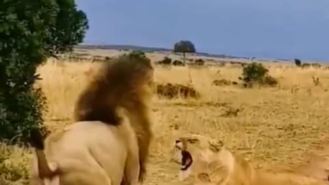 Lion fights