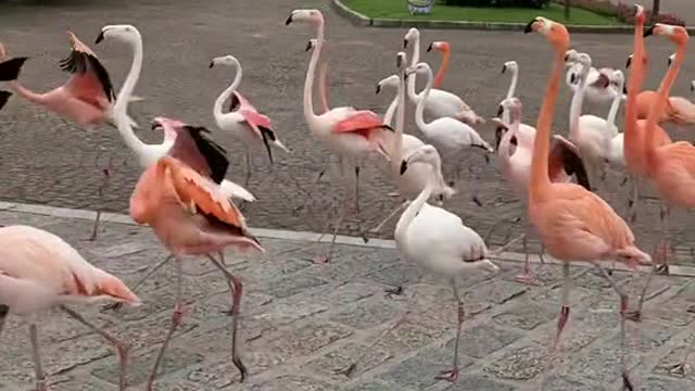 flamingos