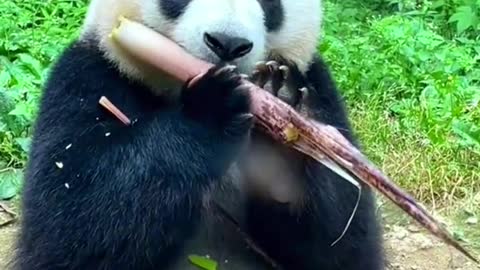 Lovely giant panda, come and have a look