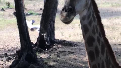 Looking closely at baby giraffes