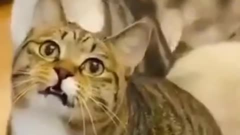 Try Not To Laugh Cats Cute Reactions - Funny Cat Videos #98