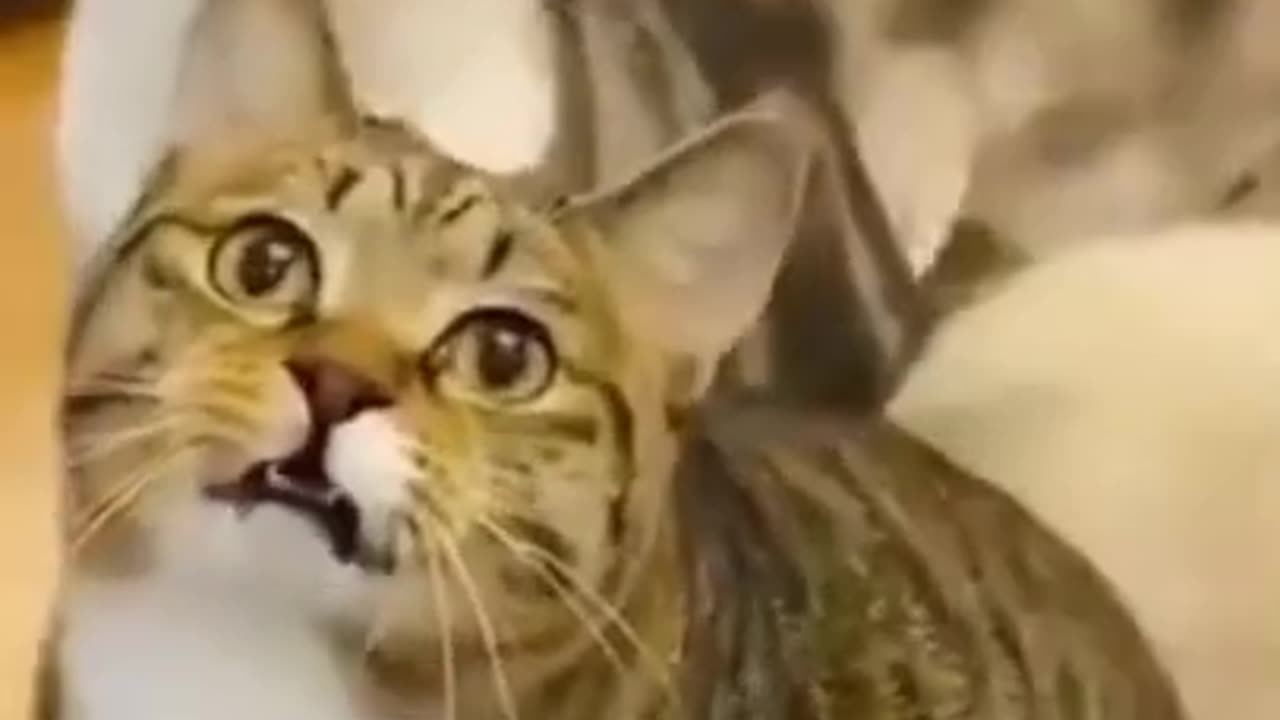 Try Not To Laugh Cats Cute Reactions - Funny Cat Videos #98