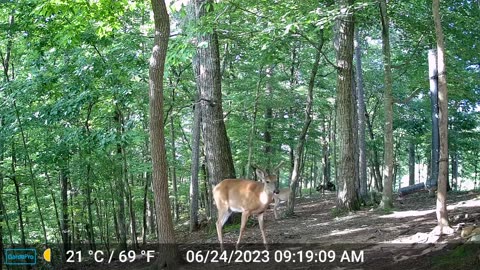 The Woods – 06/25/2023