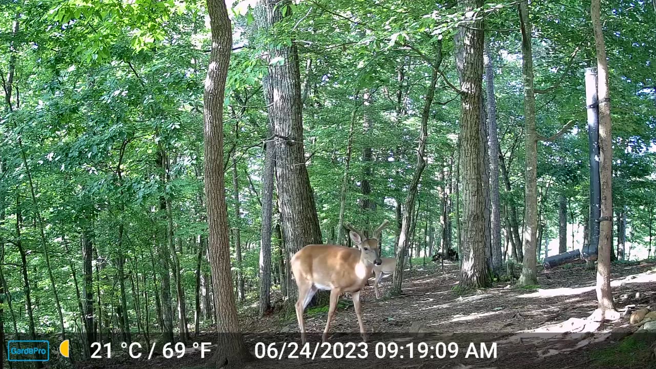 The Woods – 06/25/2023