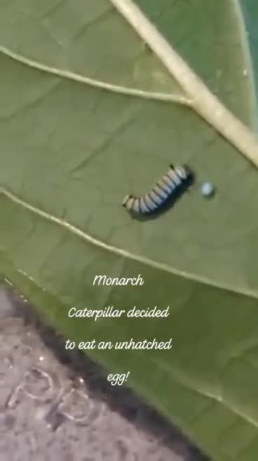 Monarch Butterfly Caterpillar