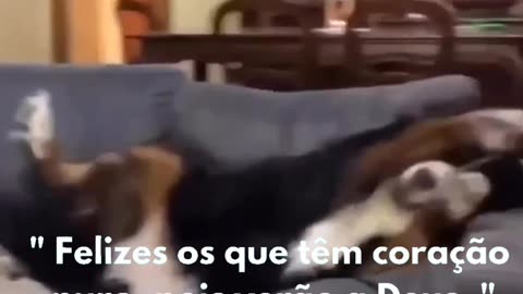 Vondade de Carinho ???