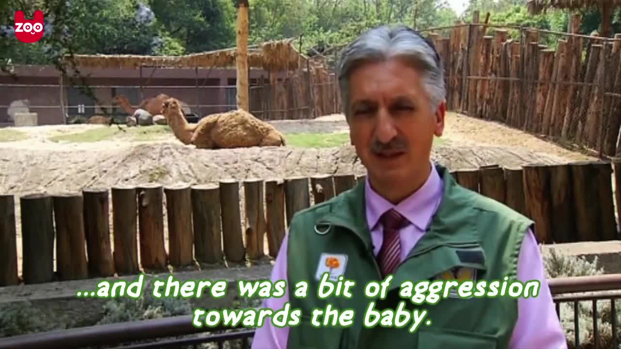 Adorable Baby One-Humped Camel
