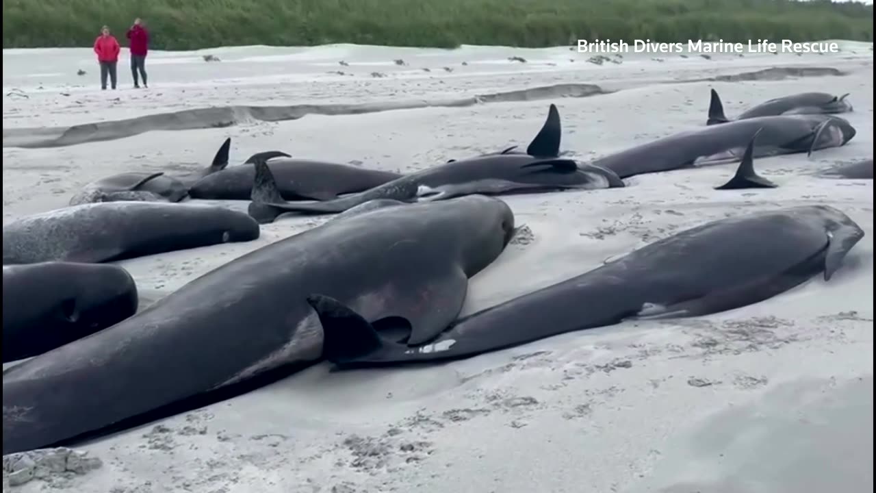 77 whales die in mass stranding in Scotland