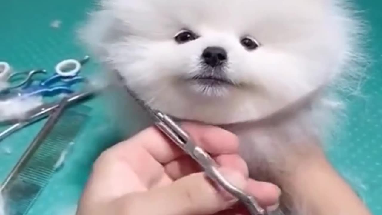 A cute dog video