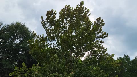 Florida Sky before the Stom