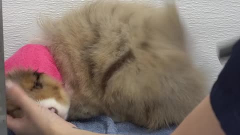 Mini American Shepherd puppy falls asleep from blow dryer