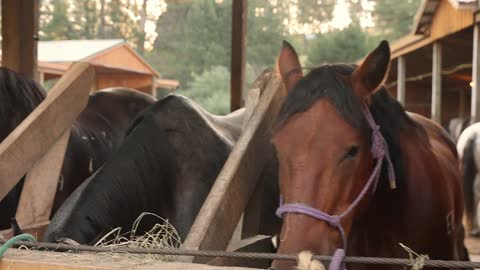 Breakfast at the Barn at Palmer Gulch Stables