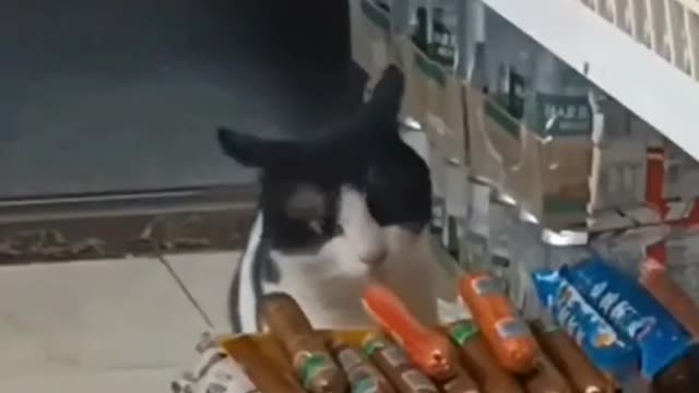 So funny cats compilation 2022 so funny cat videos