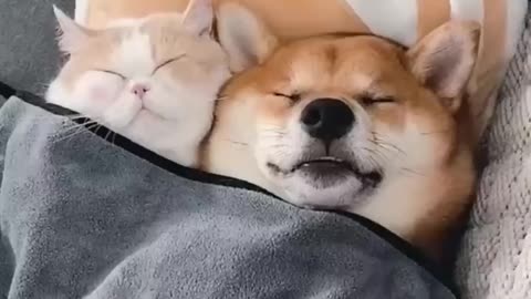 cat and dogs friendship