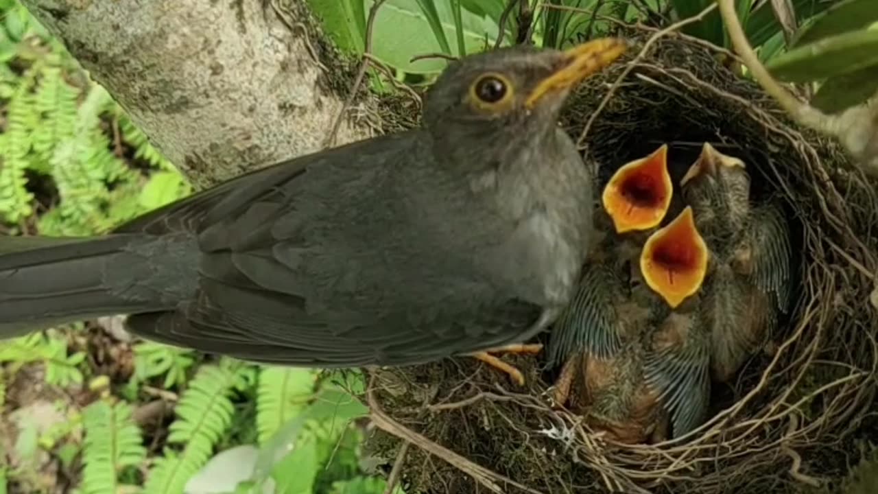 A Bird Feeding its Hatchlings