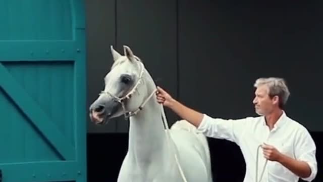 Arabian Horse - Origin