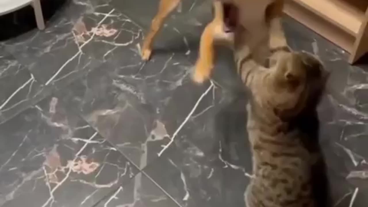 Dog vs🐕 cat 😺 fight 😲 funny animals video