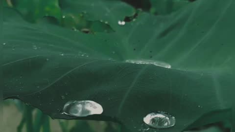 Beautiful ❤️ raining drop