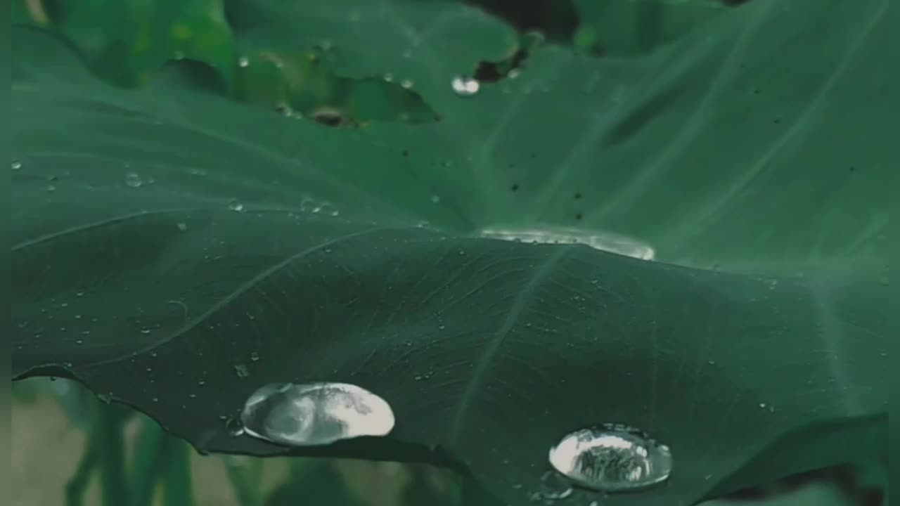 Beautiful ❤️ raining drop