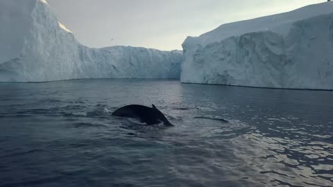 Green land. | Land of Ice