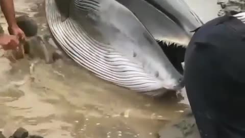 This is a beautiful and charming water-dwelling species