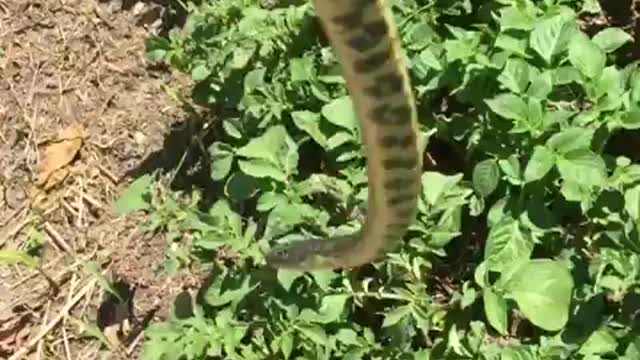 MY LITTLE GARDEN: King snakes moves into the garden