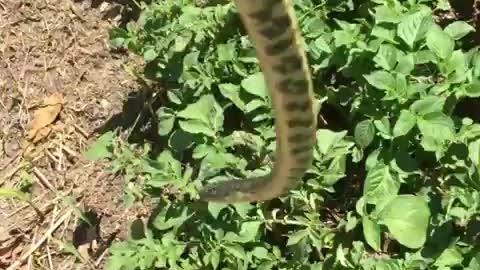 MY LITTLE GARDEN: King snakes moves into the garden