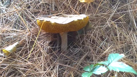 Mushroom