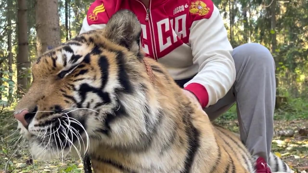 A very Top Breed Tiger 🐅 Show 😘✌🥰