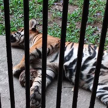 Bengal Tiger cub resting