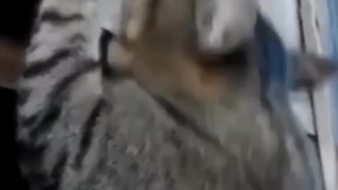 Wait for it...😂🤯