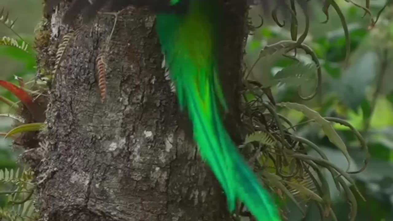 #bird #nature