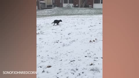 Dogs Reacting to First Snow - Try Not To Laugh