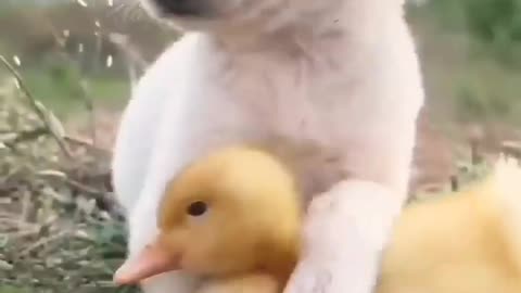 Cute dog 🐕 and chick 🐣