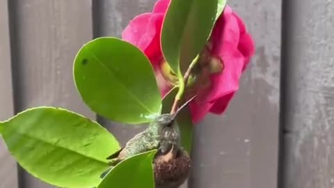 Humming Bird nest on Rose plant