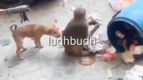 Funnest Amid monkey 🐒VS dog 🐕 fights; here is SOMETHING UNIQUE