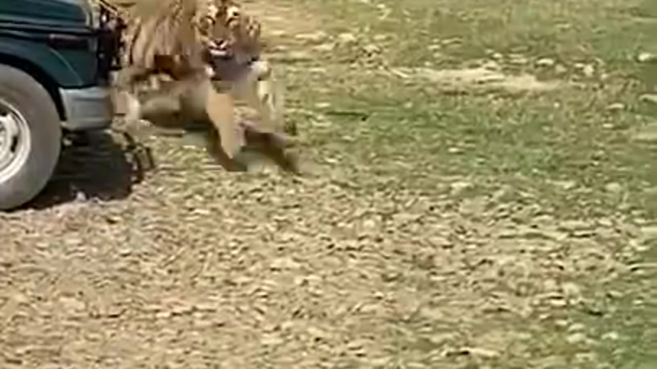 Despite all this, B Tiger attacked Singham #short #animal #wild #shortvideo