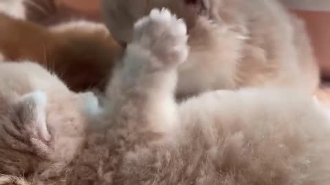 Cute And Funny Cats 😍😍😅😅 #viral #shorts #reels #cat #cats #pets #catsshare