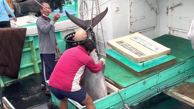 The oversized bluefin tuna couldn't be moved by several people,