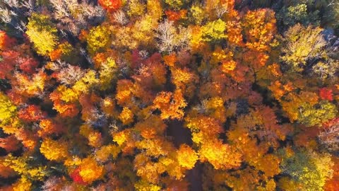 Enchanting Autumn Forests with Beautiful Piano Music