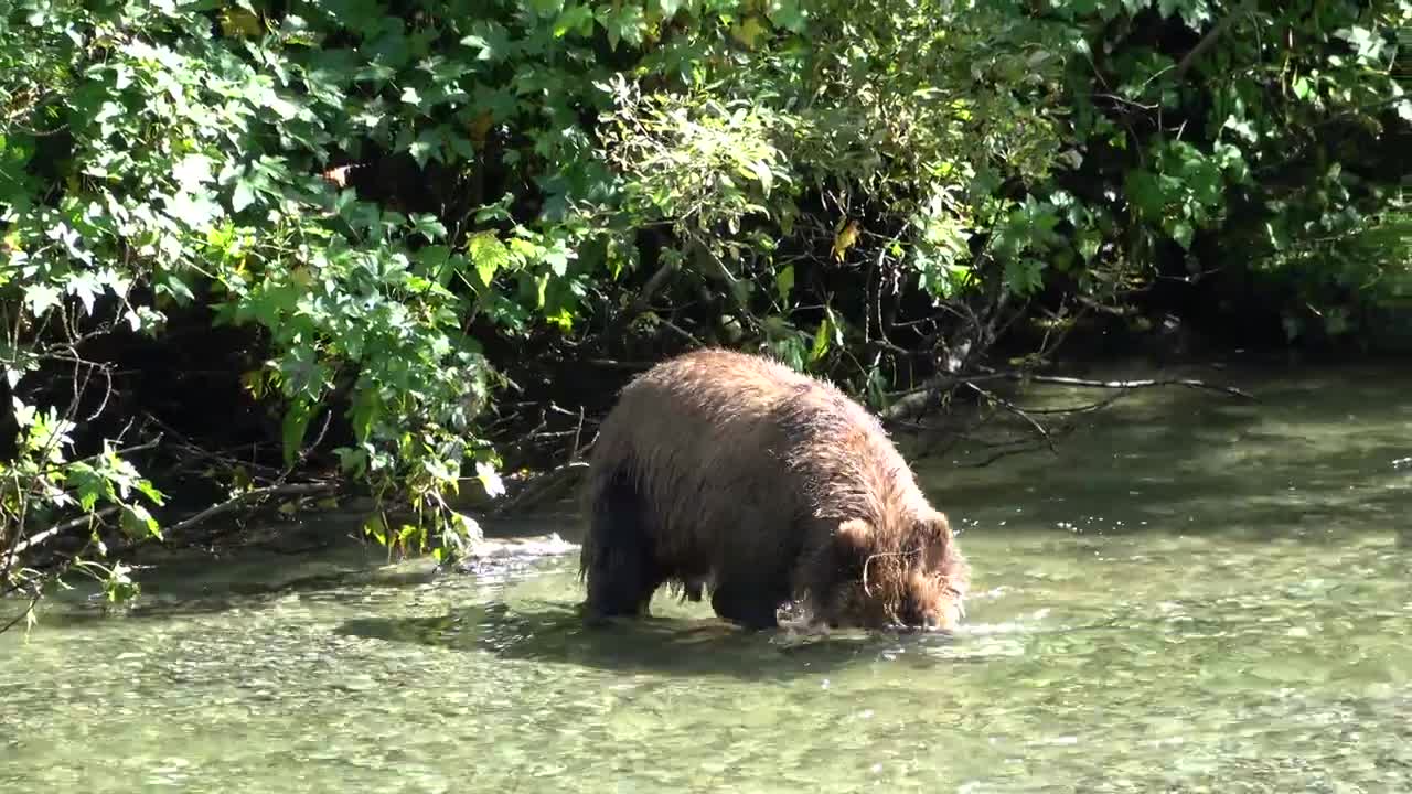 Brown Bear Catching a Salmon