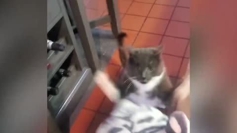 Angry Cat Smashes Toy Tiger With Punches